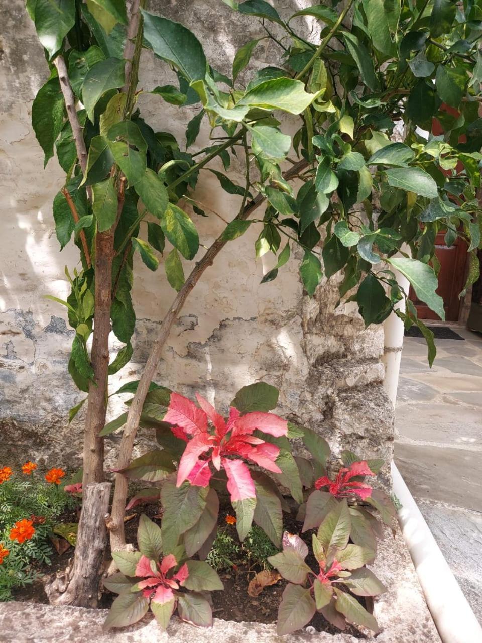 Traditional House Shapllo Αργυρόκαστρο Εξωτερικό φωτογραφία